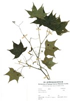 藏品(青楓)的圖片